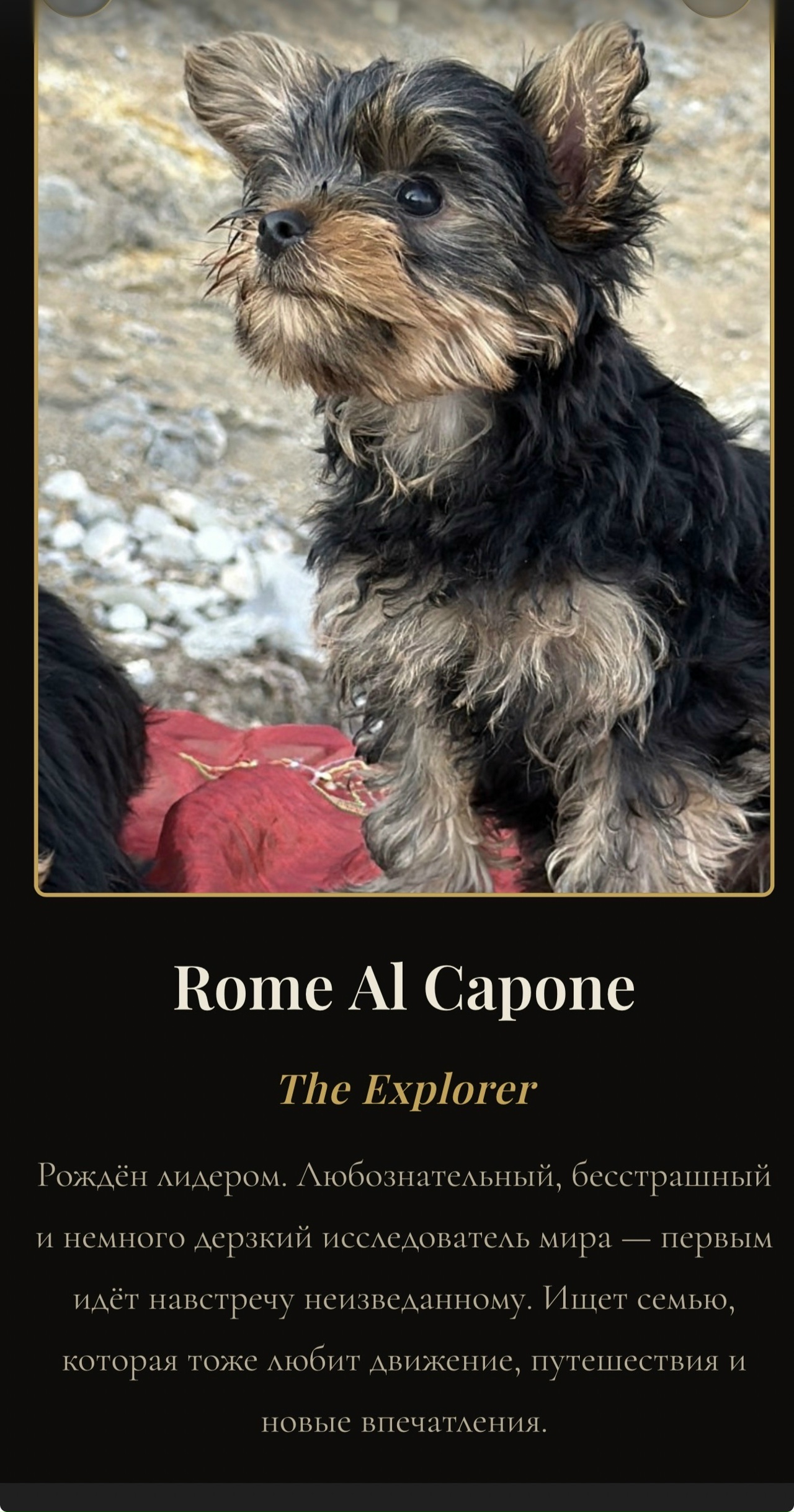  ROME AL CAPONE &mdash; Labaza DogPedigree YorkshireTerrier